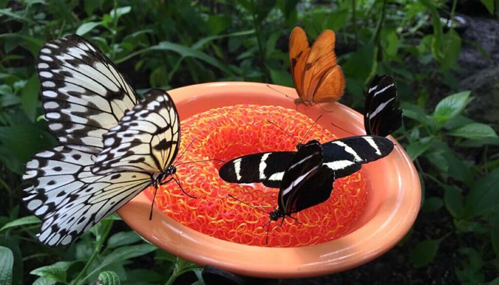 three butterflies in Texas exhibit