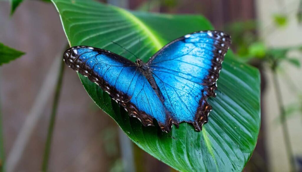 blue morpho butterfly at Callaway Gardens