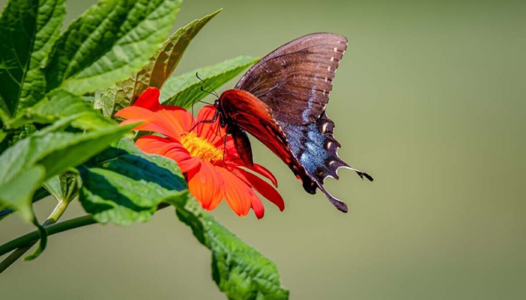 butterfly in garden on orange flower