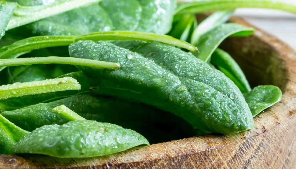 closeup of baby spinach leaves