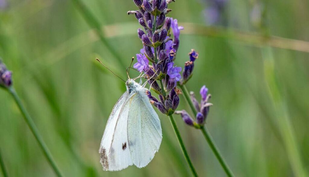 white butterfly on lavender in Michigan