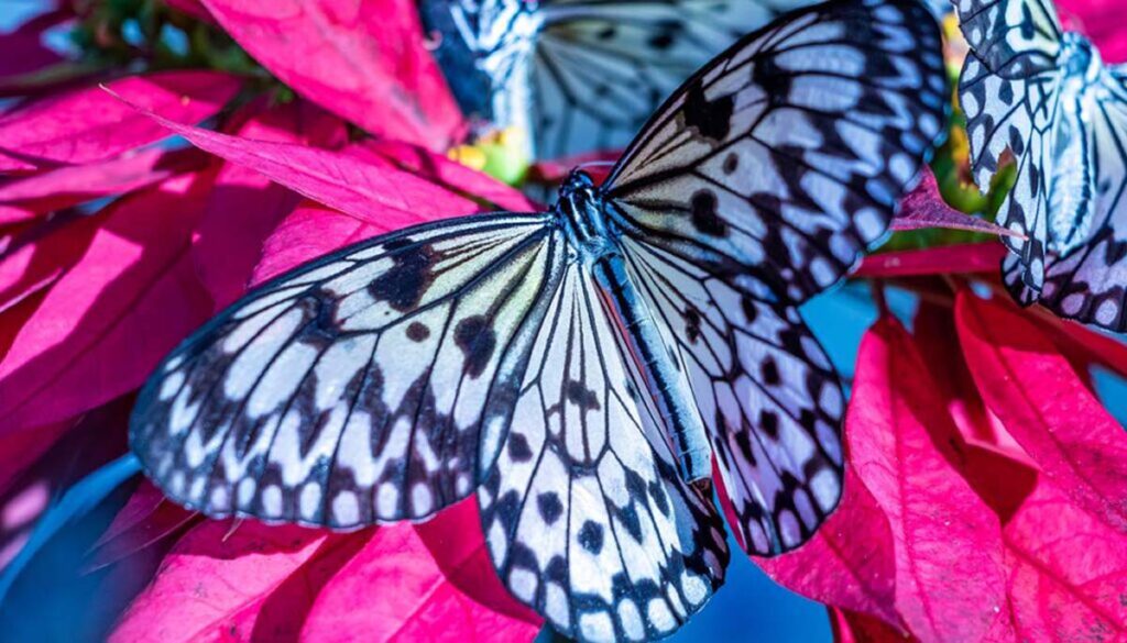 black and white butterflies on deep pink flowers in Florida