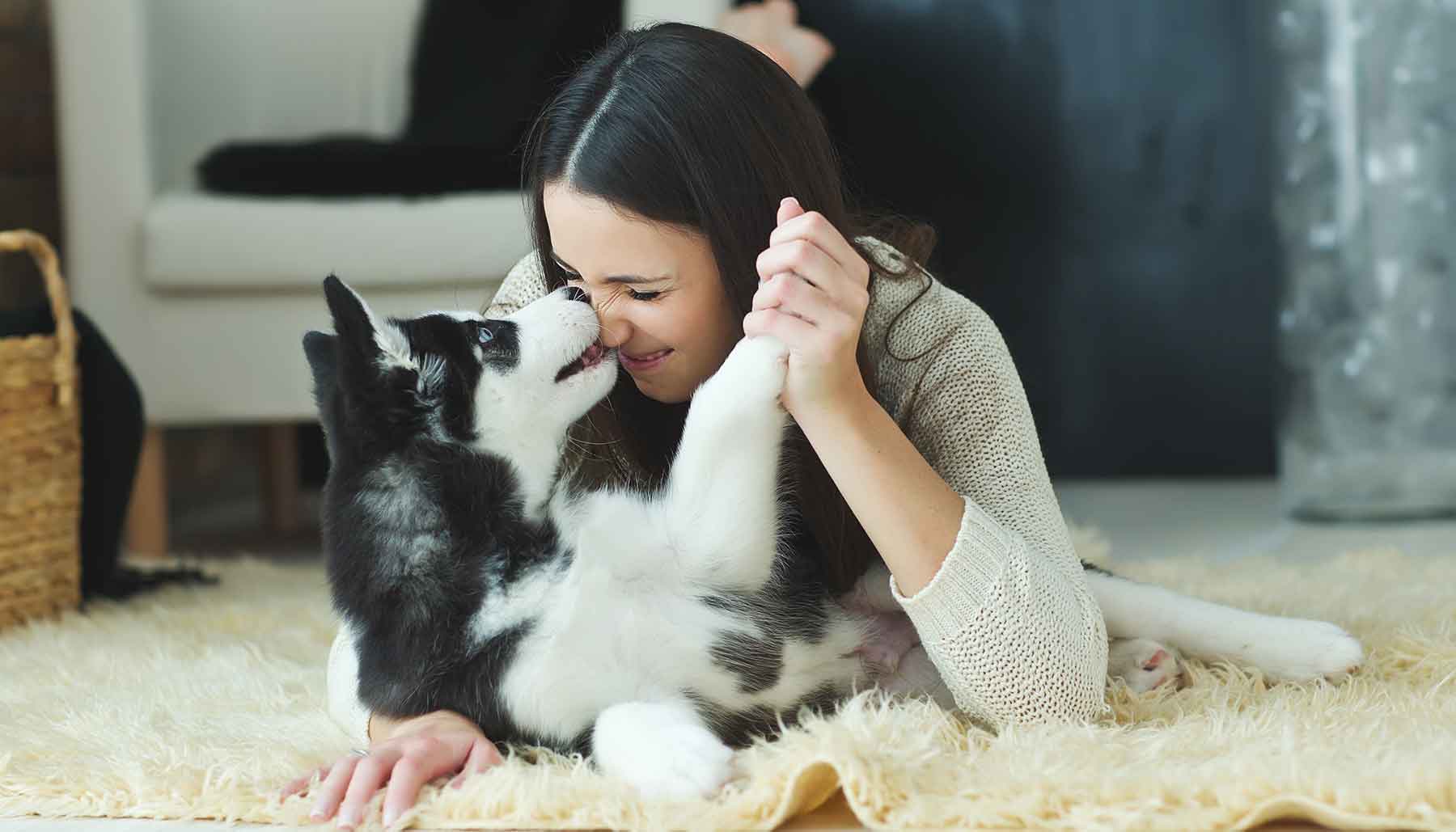 woman playing with husky puppy